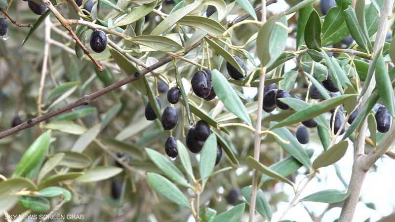 إنتاج الزيتون بالجزائر يتضرر من التغيرات المناخية