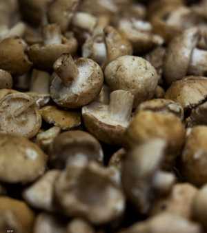 تساهم الألياف الموجودة في الفطر في تقليل التهابات الرئة