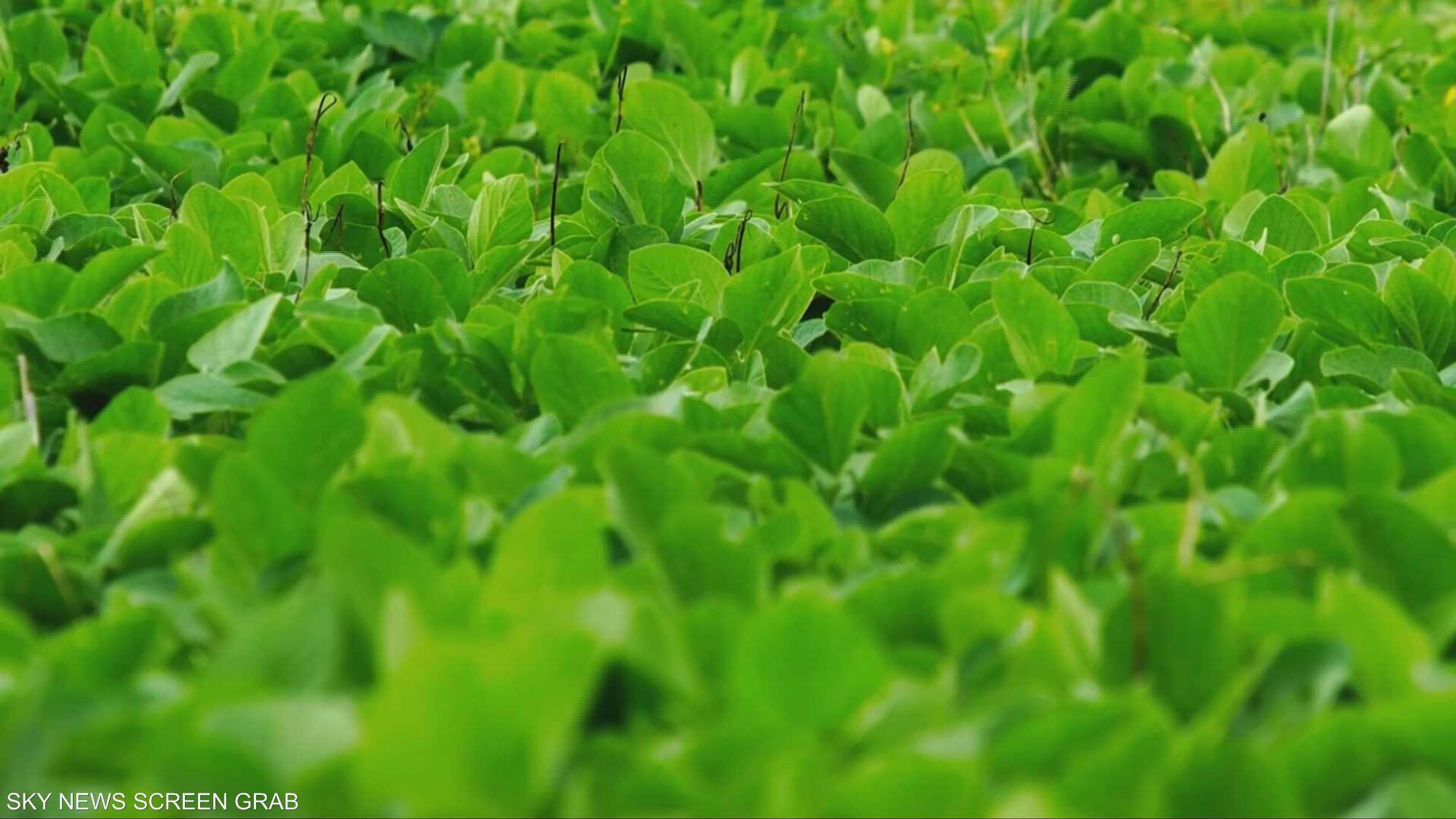 الأمن الغذائي.. بين التحديات العالمية والحلول المستدامة