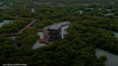 مبادرات وشراكات.. الإمارات في قلب الجهود البيئية الدولية