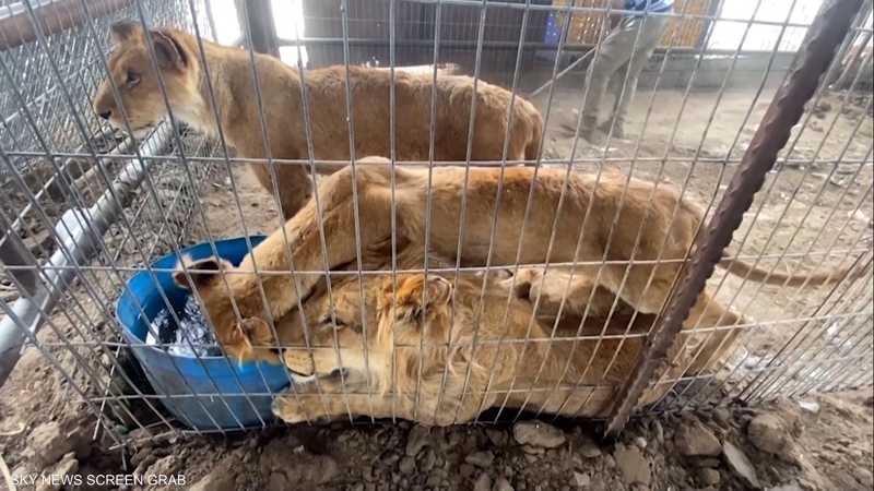 بين الجوع والحرب.. حيوانات غزة تقاوم من أجل البقاء