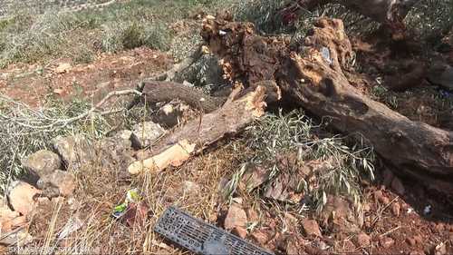 أوامر إسرائيلية باقتلاع أشجار الزيتون في الضفة الغربية